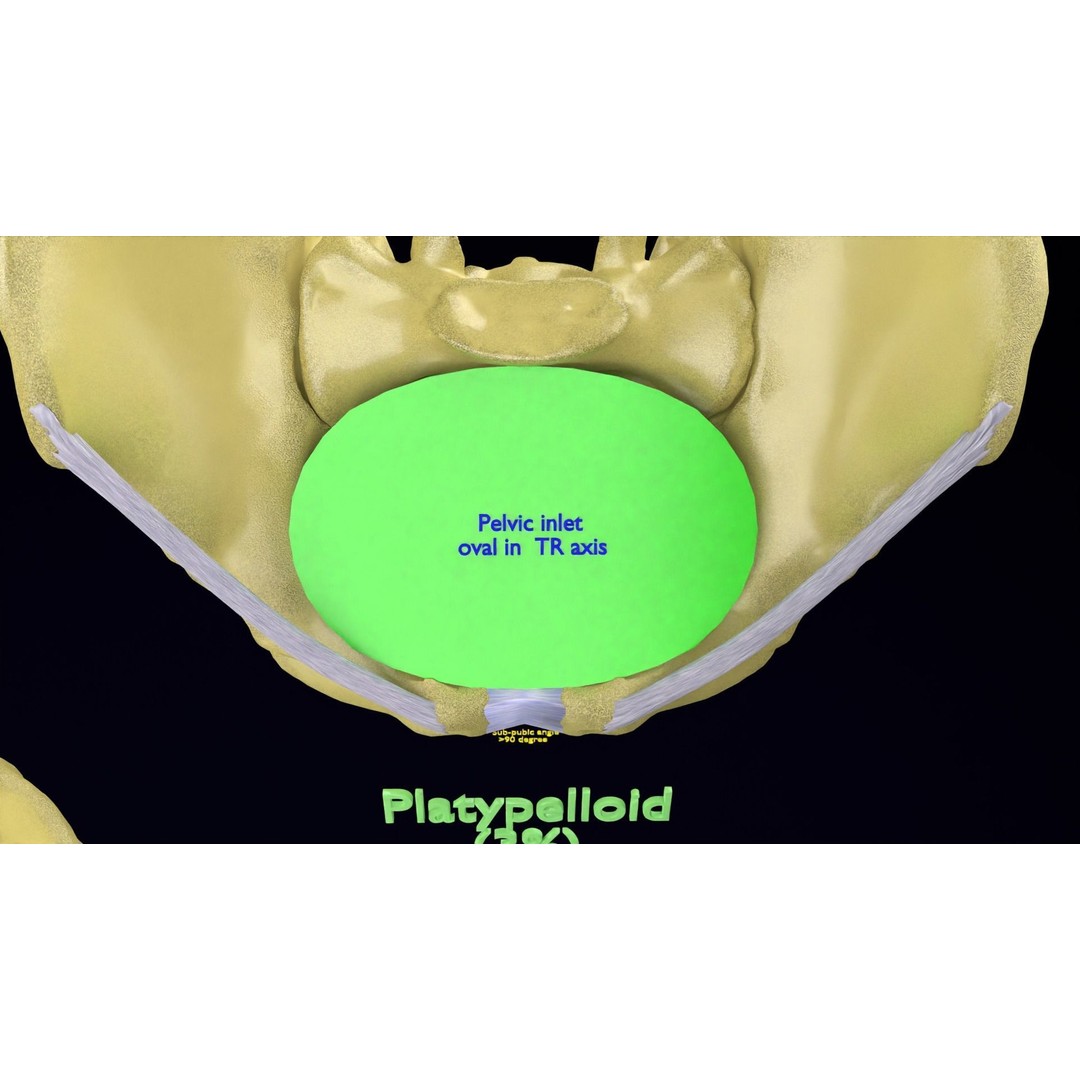 Pelvis Types 3D Model – Detailed Anatomical Representation, Blender, FBX - View 19