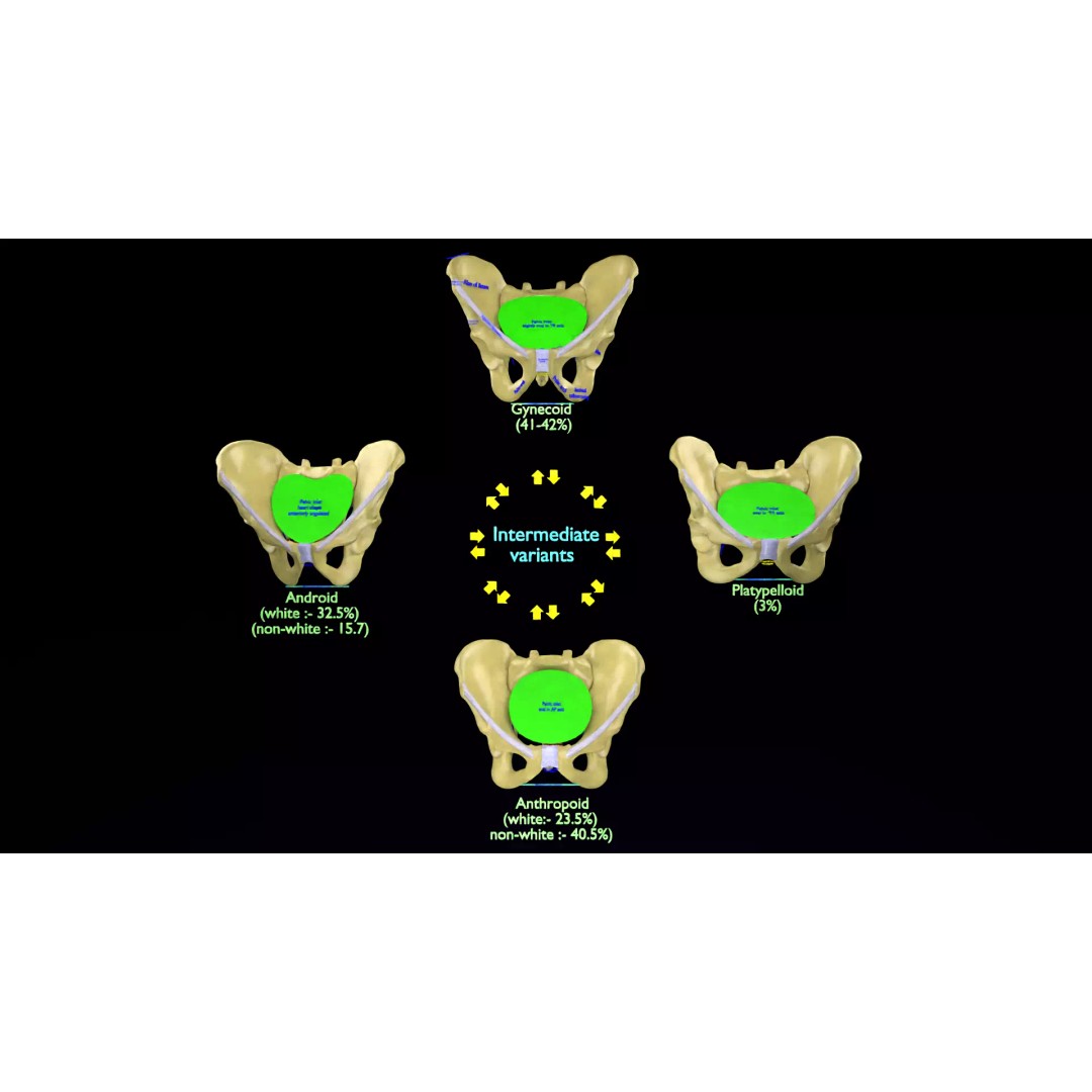 Pelvis Types 3D Model – Detailed Anatomical Representation, Blender, FBX - View 2