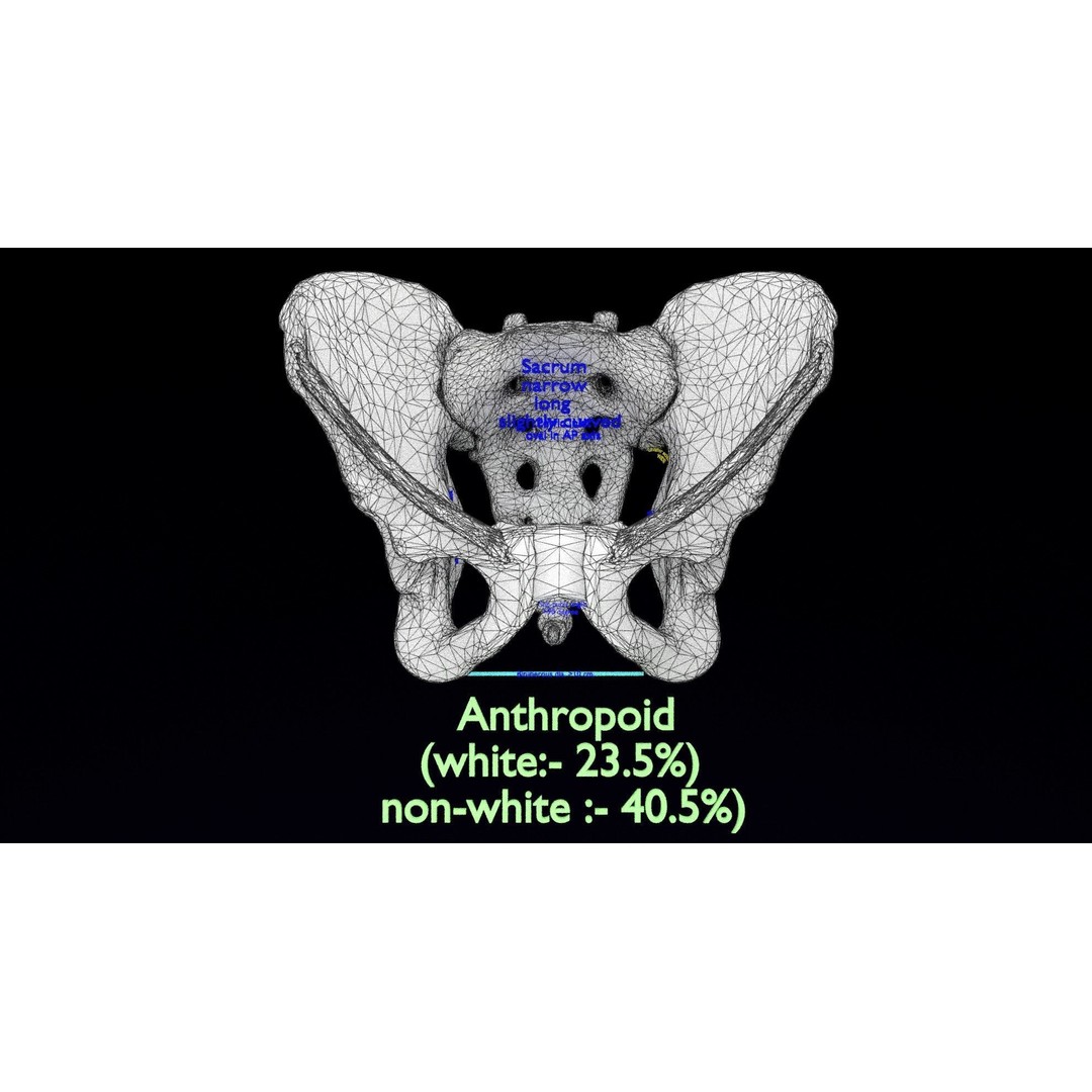 Pelvis Types 3D Model – Detailed Anatomical Representation, Blender, FBX - View 21
