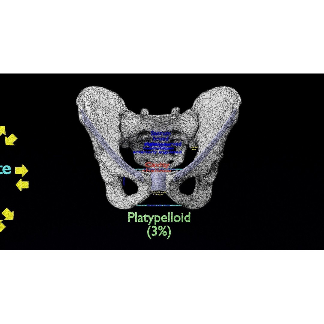 Pelvis Types 3D Model – Detailed Anatomical Representation, Blender, FBX - View 22