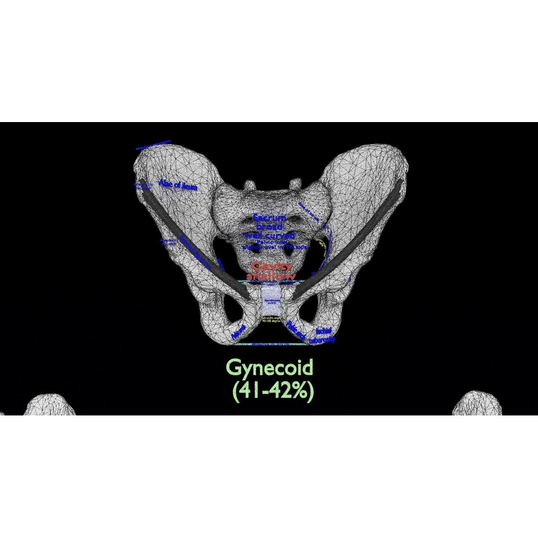 Pelvis Types 3D Model – Detailed Anatomical Representation, Blender, FBX - View 23