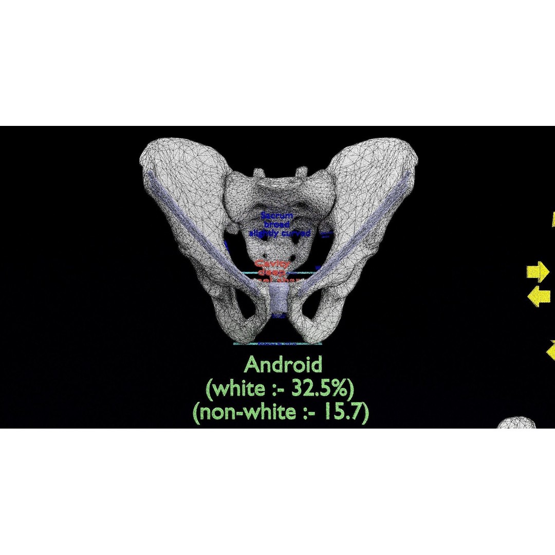 Pelvis Types 3D Model – Detailed Anatomical Representation, Blender, FBX - View 24