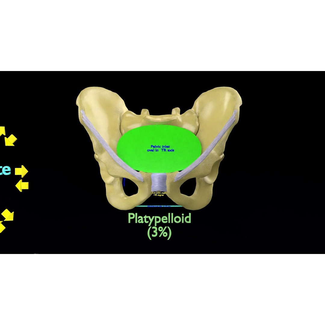 Pelvis Types 3D Model – Detailed Anatomical Representation, Blender, FBX - View 25
