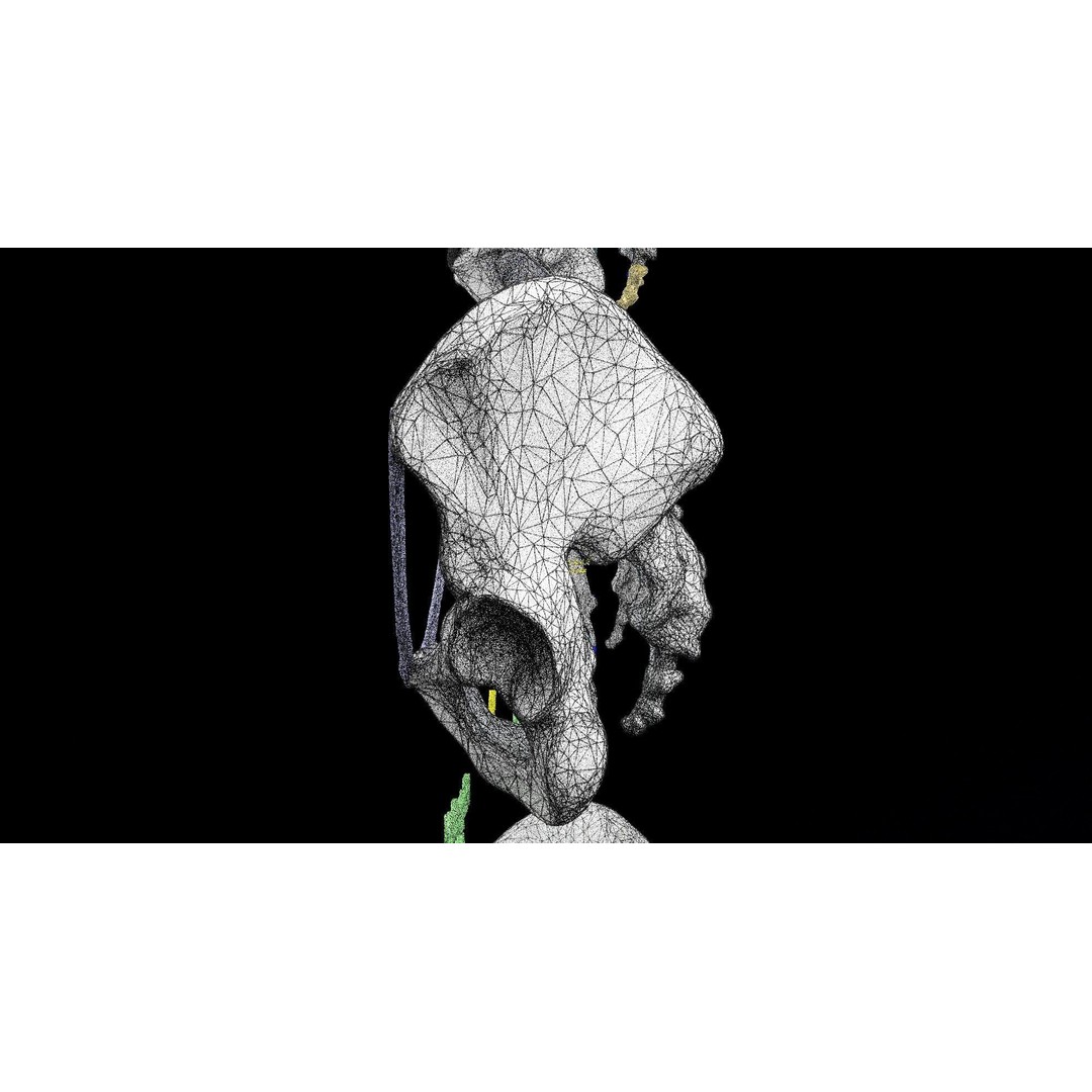 Pelvis Types 3D Model – Detailed Anatomical Representation, Blender, FBX - View 26