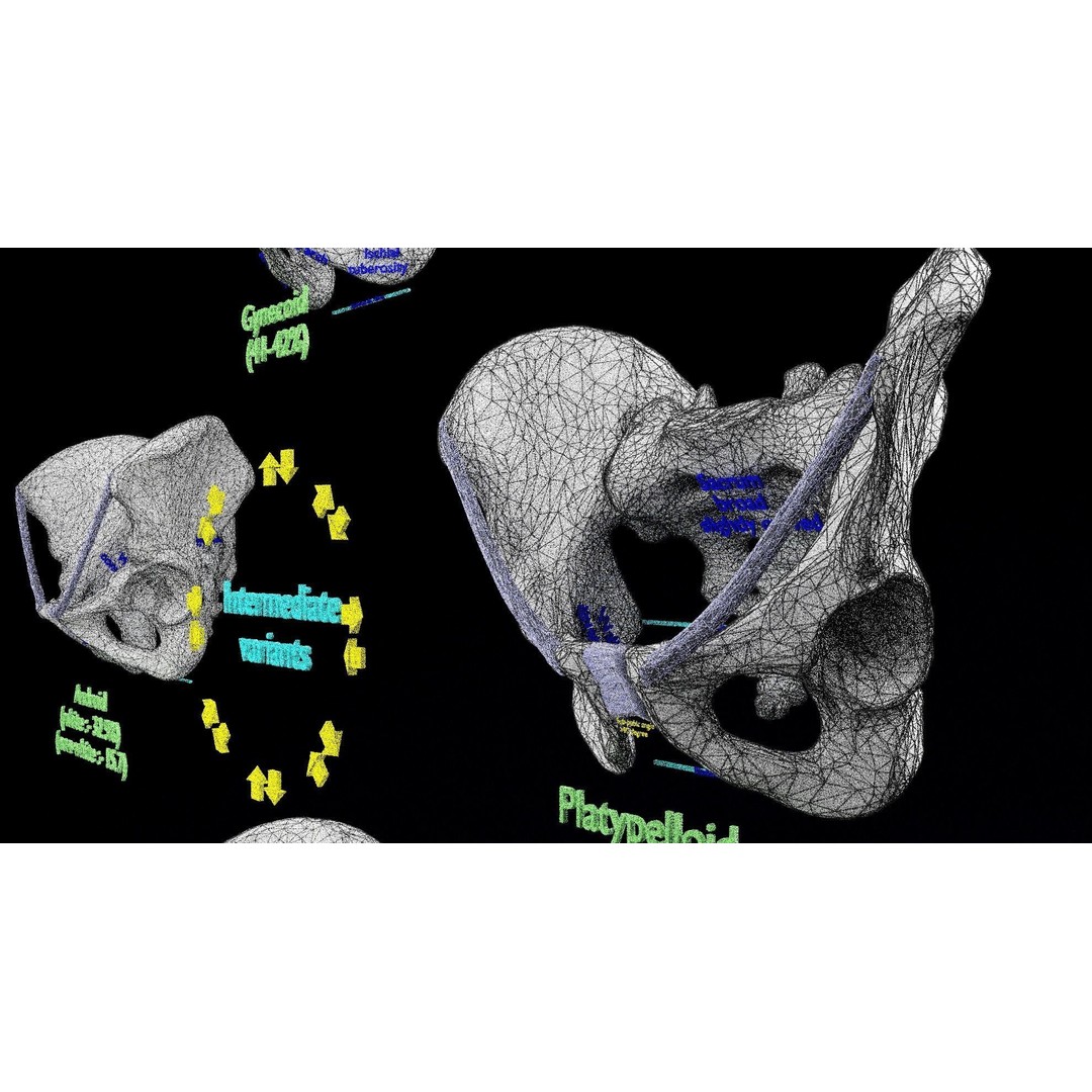 Pelvis Types 3D Model – Detailed Anatomical Representation, Blender, FBX - View 27