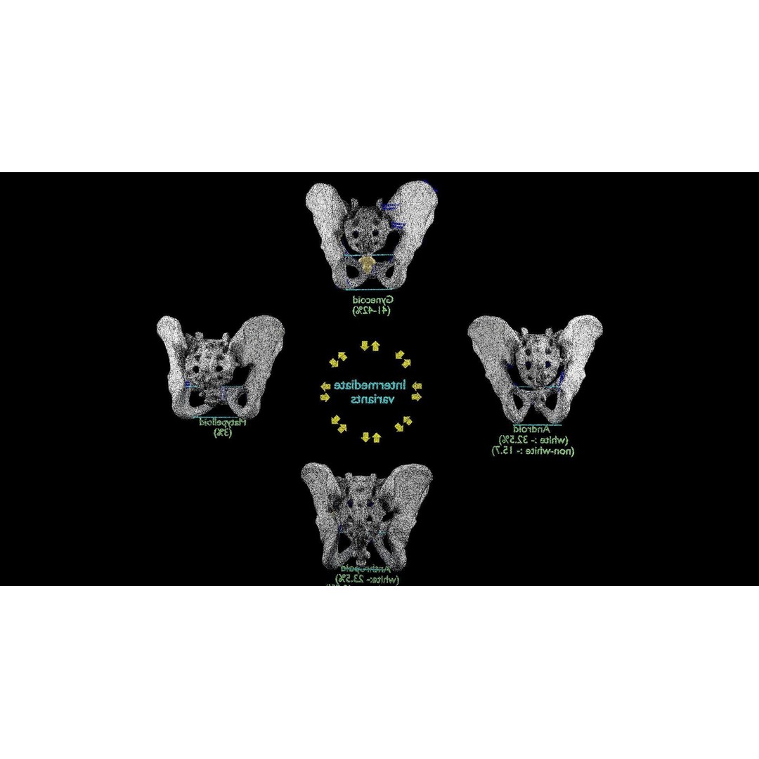 Pelvis Types 3D Model – Detailed Anatomical Representation, Blender, FBX - View 29