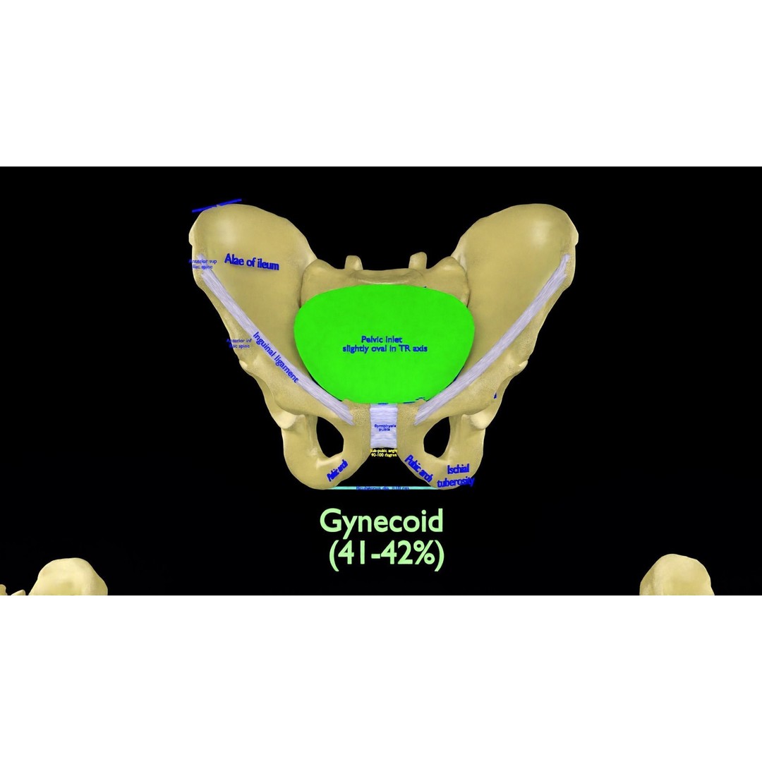 Pelvis Types 3D Model – Detailed Anatomical Representation, Blender, FBX - View 30