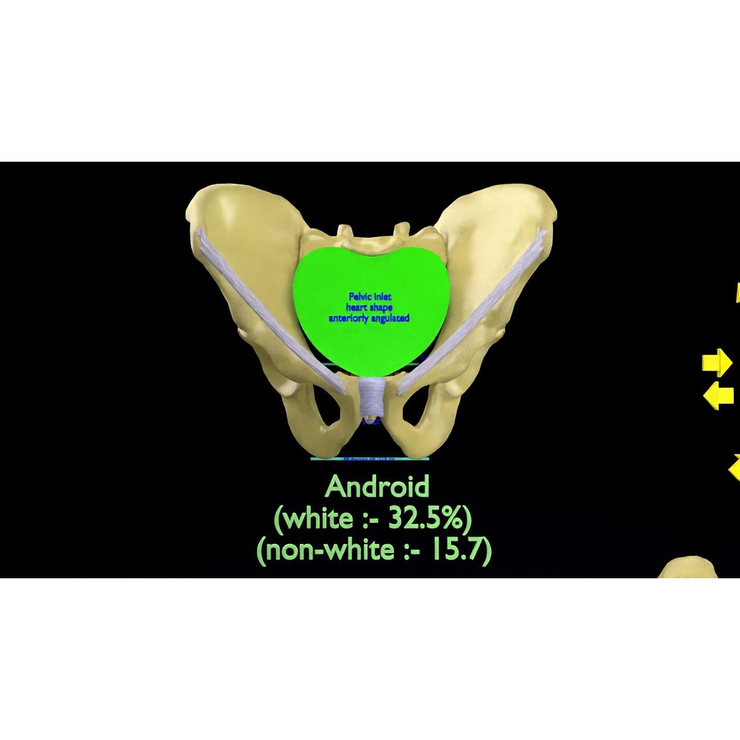 Pelvis Types 3D Model – Detailed Anatomical Representation, Blender, FBX - View 31