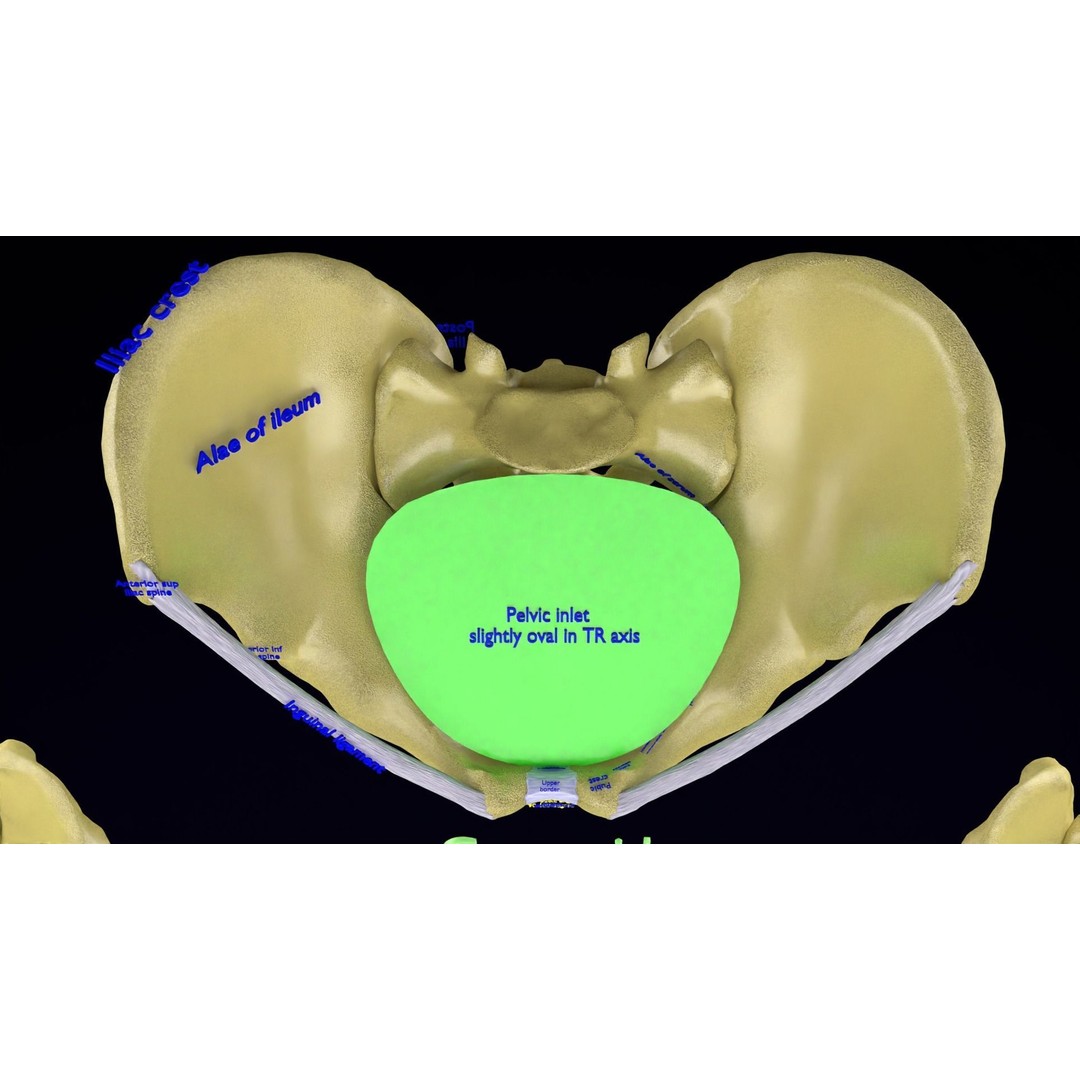 Pelvis Types 3D Model – Detailed Anatomical Representation, Blender, FBX - View 33