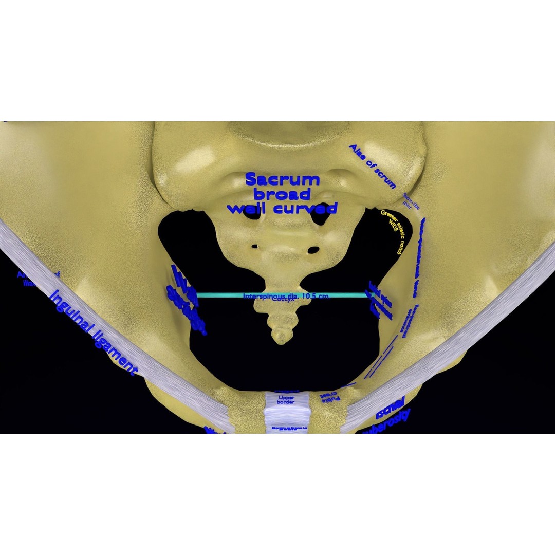 Pelvis Types 3D Model – Detailed Anatomical Representation, Blender, FBX - View 34