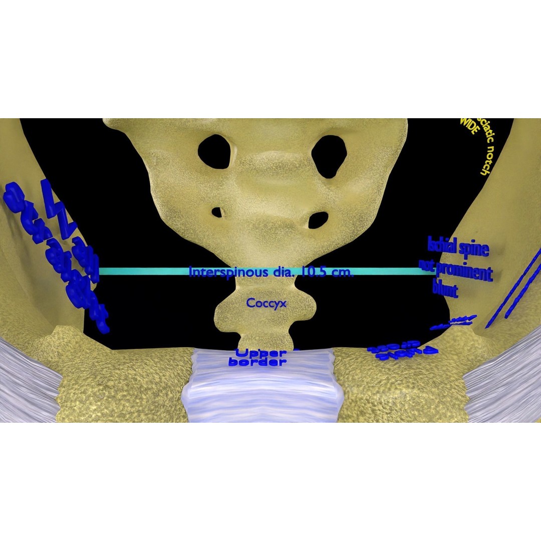 Pelvis Types 3D Model – Detailed Anatomical Representation, Blender, FBX - View 4