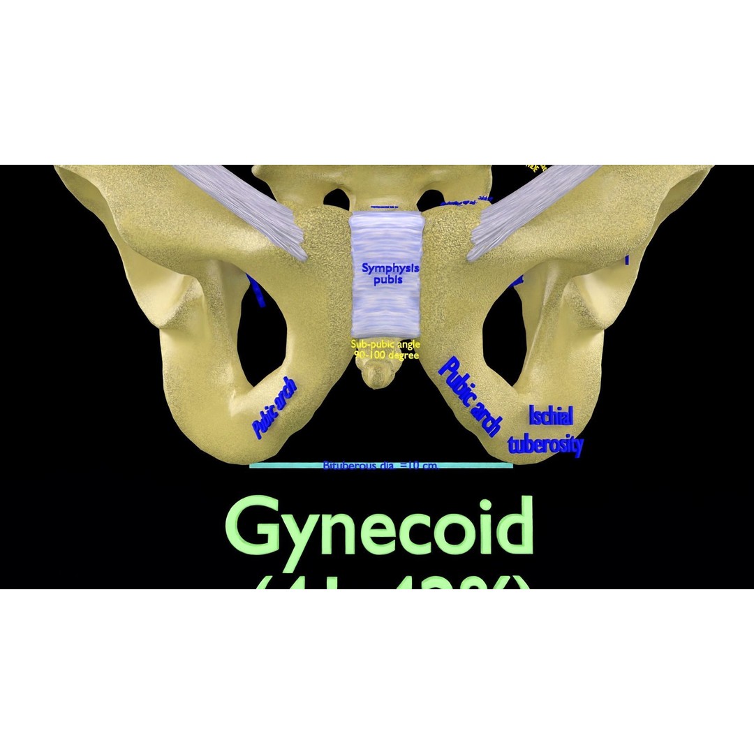Pelvis Types 3D Model – Detailed Anatomical Representation, Blender, FBX - View 5