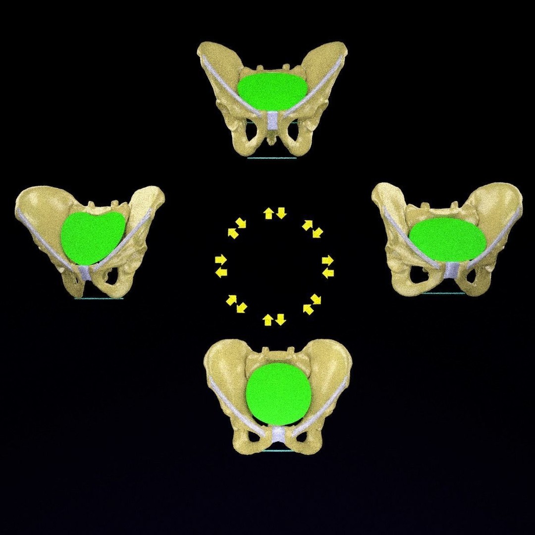 Pelvis Types 3D Model – Detailed Anatomical Representation, Blender, FBX - View 6