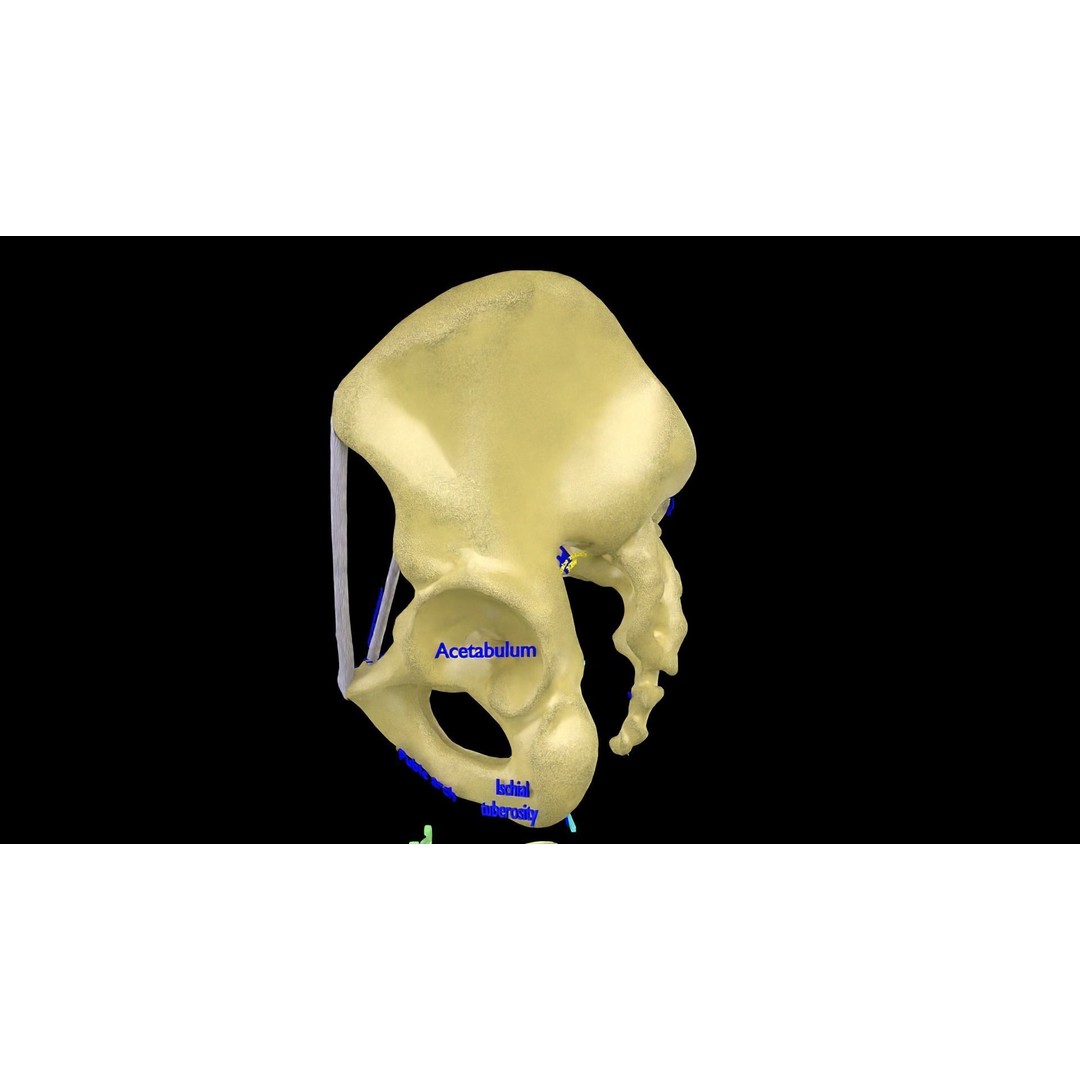 Pelvis Types 3D Model – Detailed Anatomical Representation, Blender, FBX - View 7