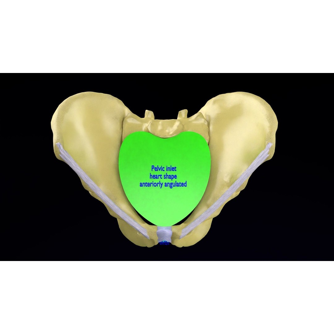Pelvis Types 3D Model – Detailed Anatomical Representation, Blender, FBX - View 8