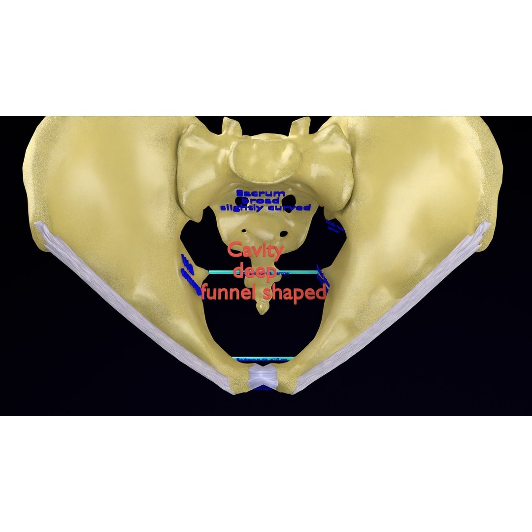 Pelvis Types 3D Model – Detailed Anatomical Representation, Blender, FBX - View 9