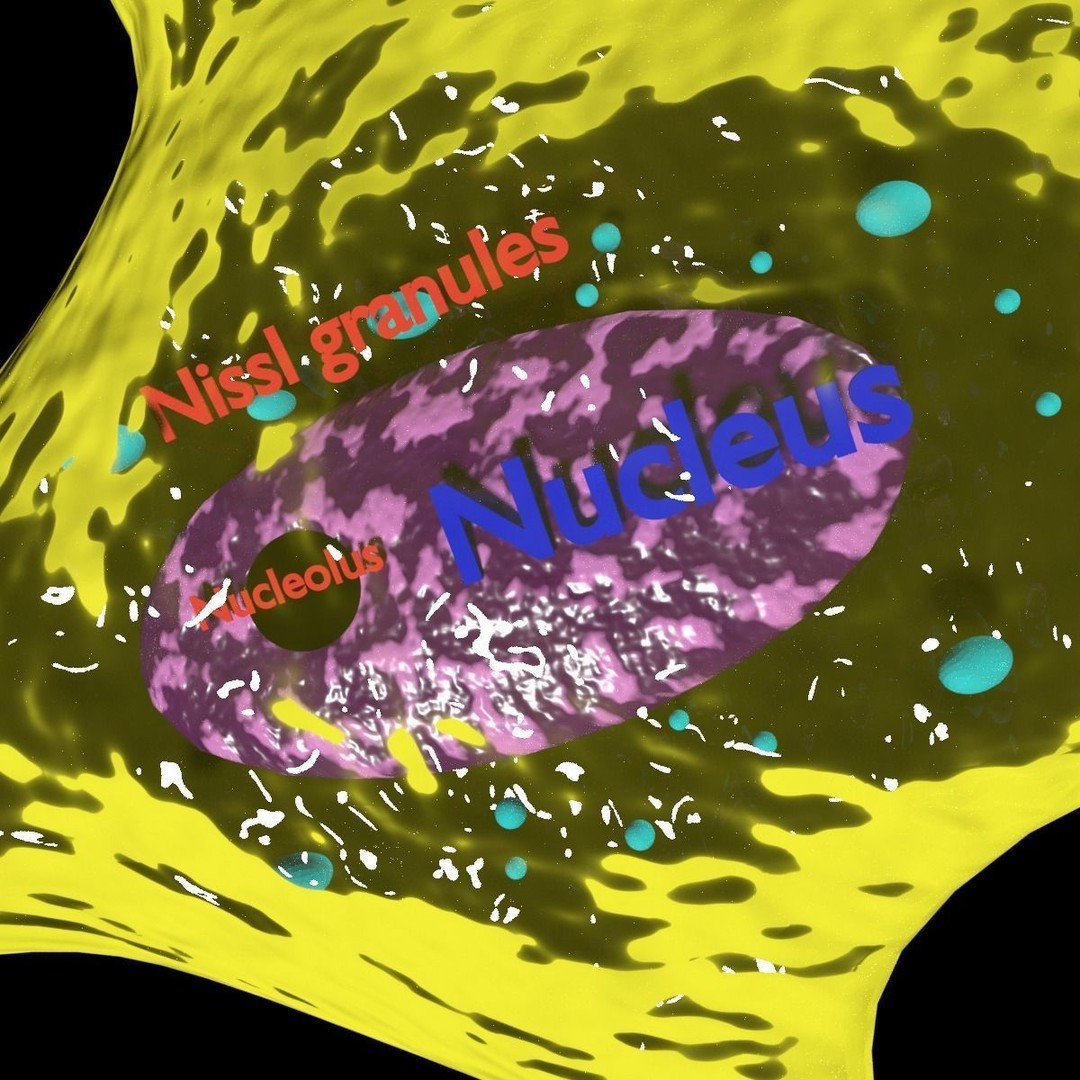 Neuron Axon 3D Model – Detailed Medical Asset, Blender, FBX, OBJ - View 10