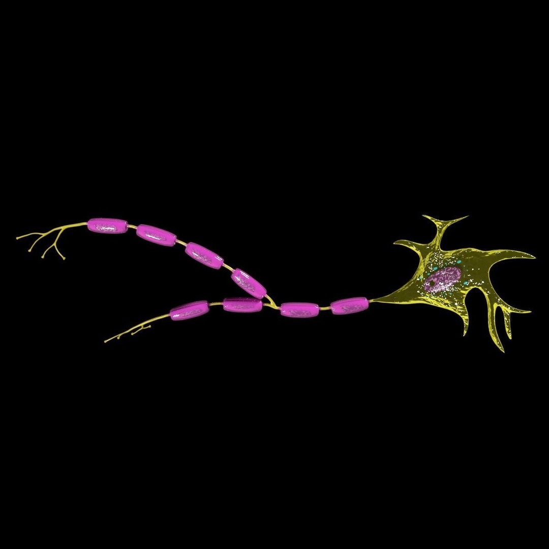 Neuron Axon 3D Model – Detailed Medical Asset, Blender, FBX, OBJ - View 15