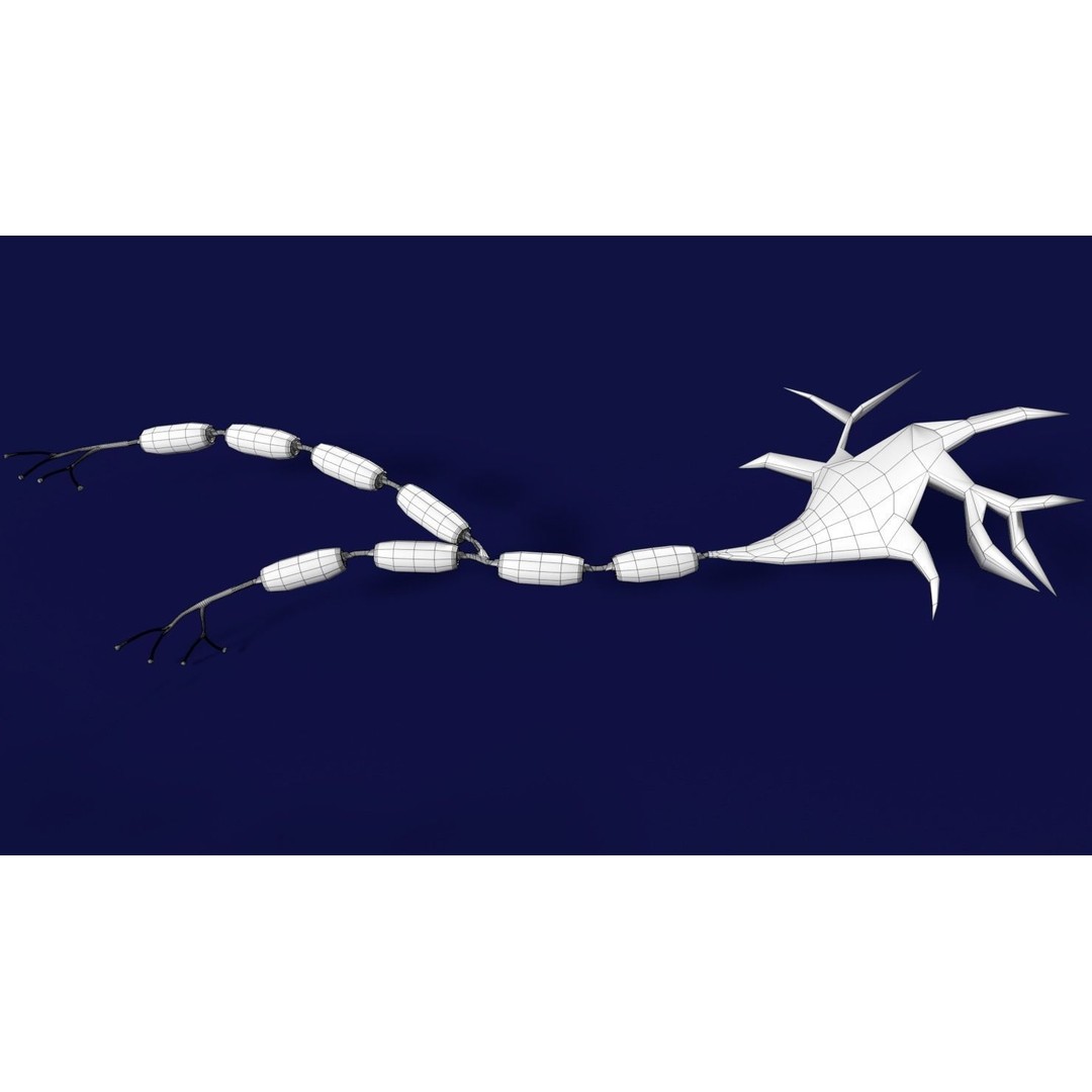 Neuron Axon 3D Model – Detailed Medical Asset, Blender, FBX, OBJ - View 16