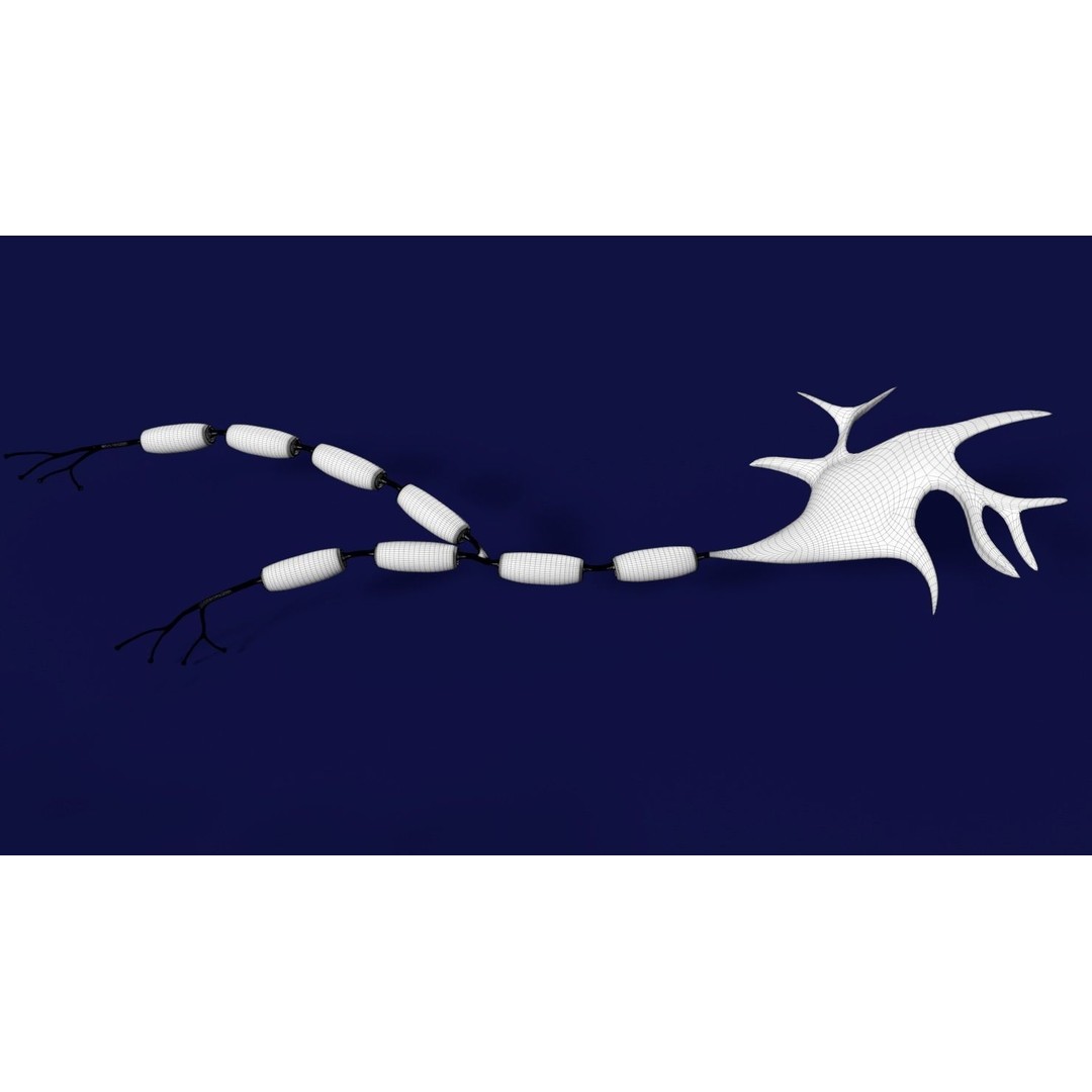 Neuron Axon 3D Model – Detailed Medical Asset, Blender, FBX, OBJ - View 17