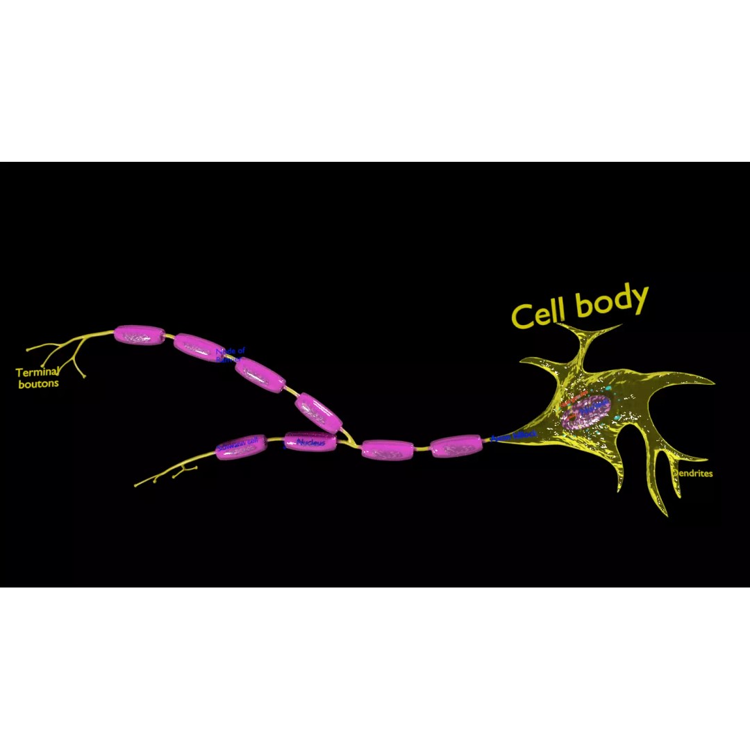 Neuron Axon 3D Model – Detailed Medical Asset, Blender, FBX, OBJ - View 2