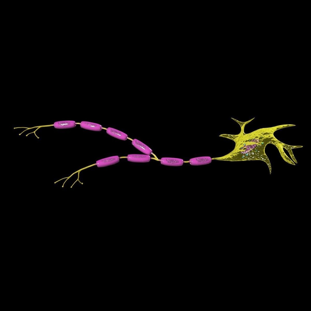 Neuron Axon 3D Model – Detailed Medical Asset, Blender, FBX, OBJ - View 5