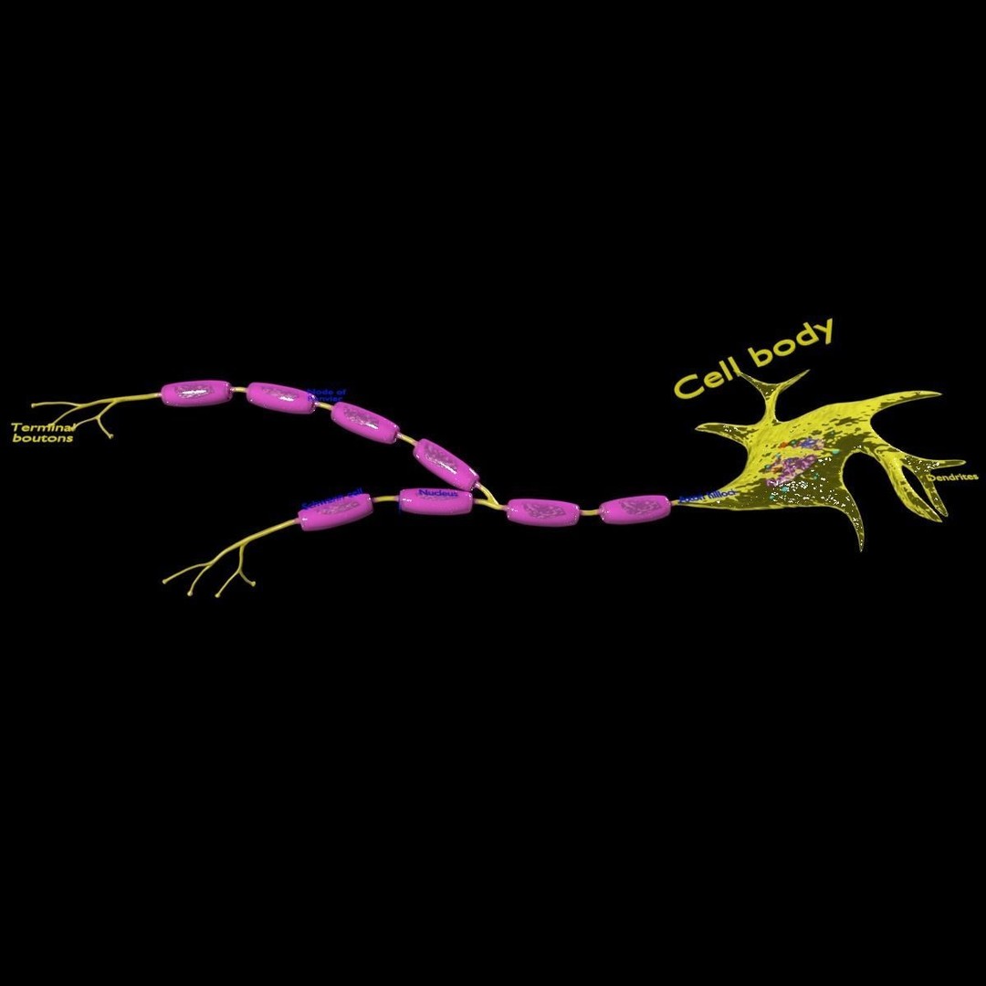 Neuron Axon 3D Model – Detailed Medical Asset, Blender, FBX, OBJ - View 6