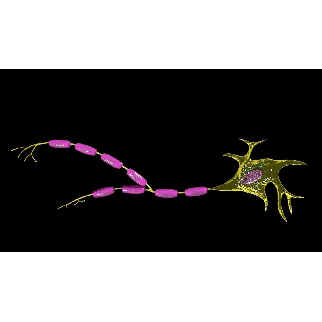 Neuron Axon 3D Model – Detailed Medical Asset, Blender, FBX, OBJ - View 7