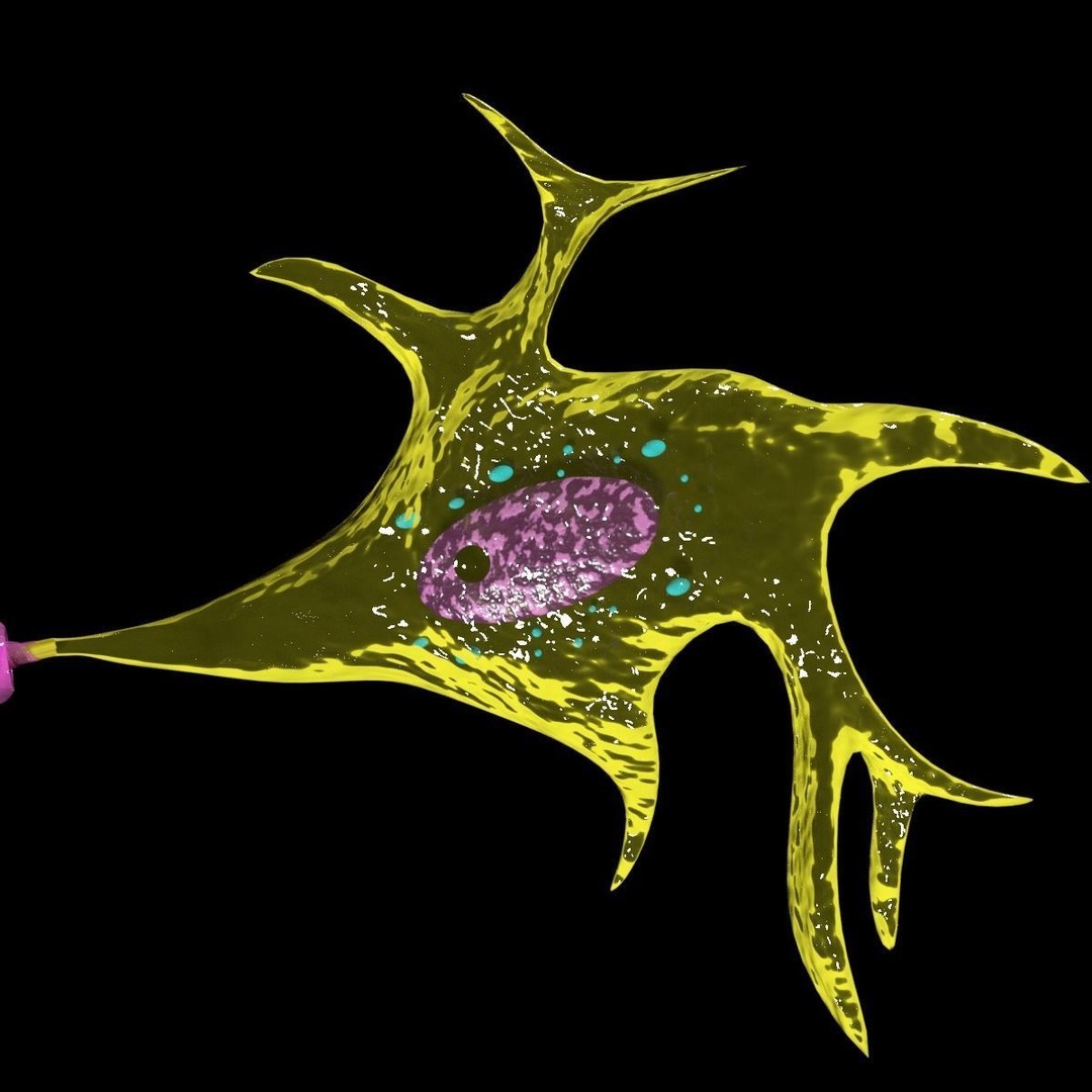 Neuron Axon 3D Model – Detailed Medical Asset, Blender, FBX, OBJ - View 8