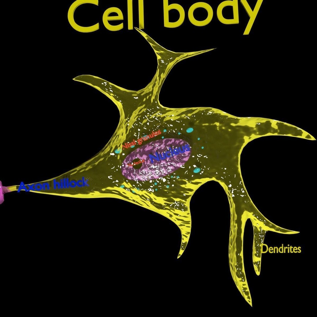 Neuron Axon 3D Model – Detailed Medical Asset, Blender, FBX, OBJ - View 9
