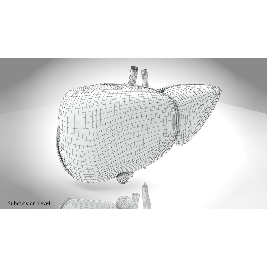 Healthy Liver 3D Model – Low Poly Medical Asset, FBX, PBR Textures - View 11