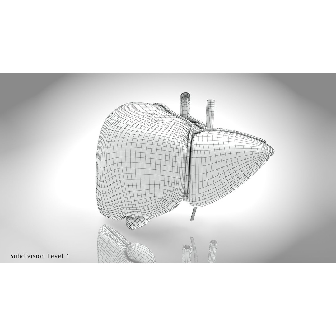 Healthy Liver 3D Model – Low Poly Medical Asset, FBX, PBR Textures - View 12