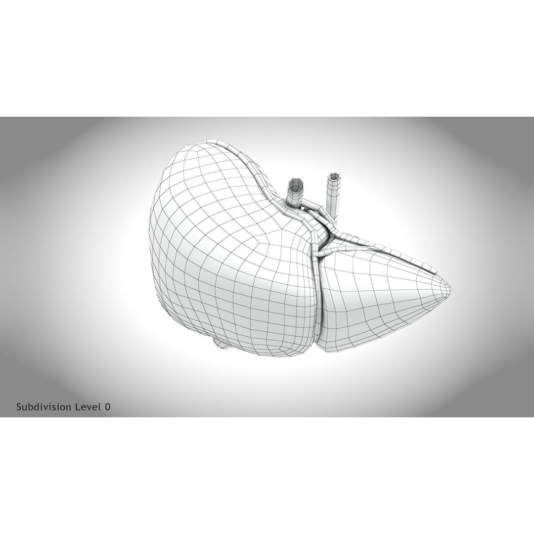 Healthy Liver 3D Model – Low Poly Medical Asset, FBX, PBR Textures - View 13
