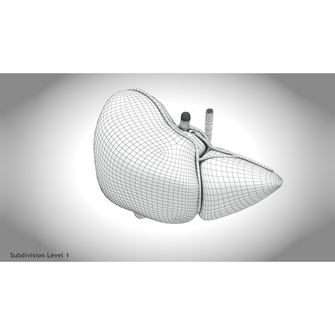 Healthy Liver 3D Model – Low Poly Medical Asset, FBX, PBR Textures - View 14