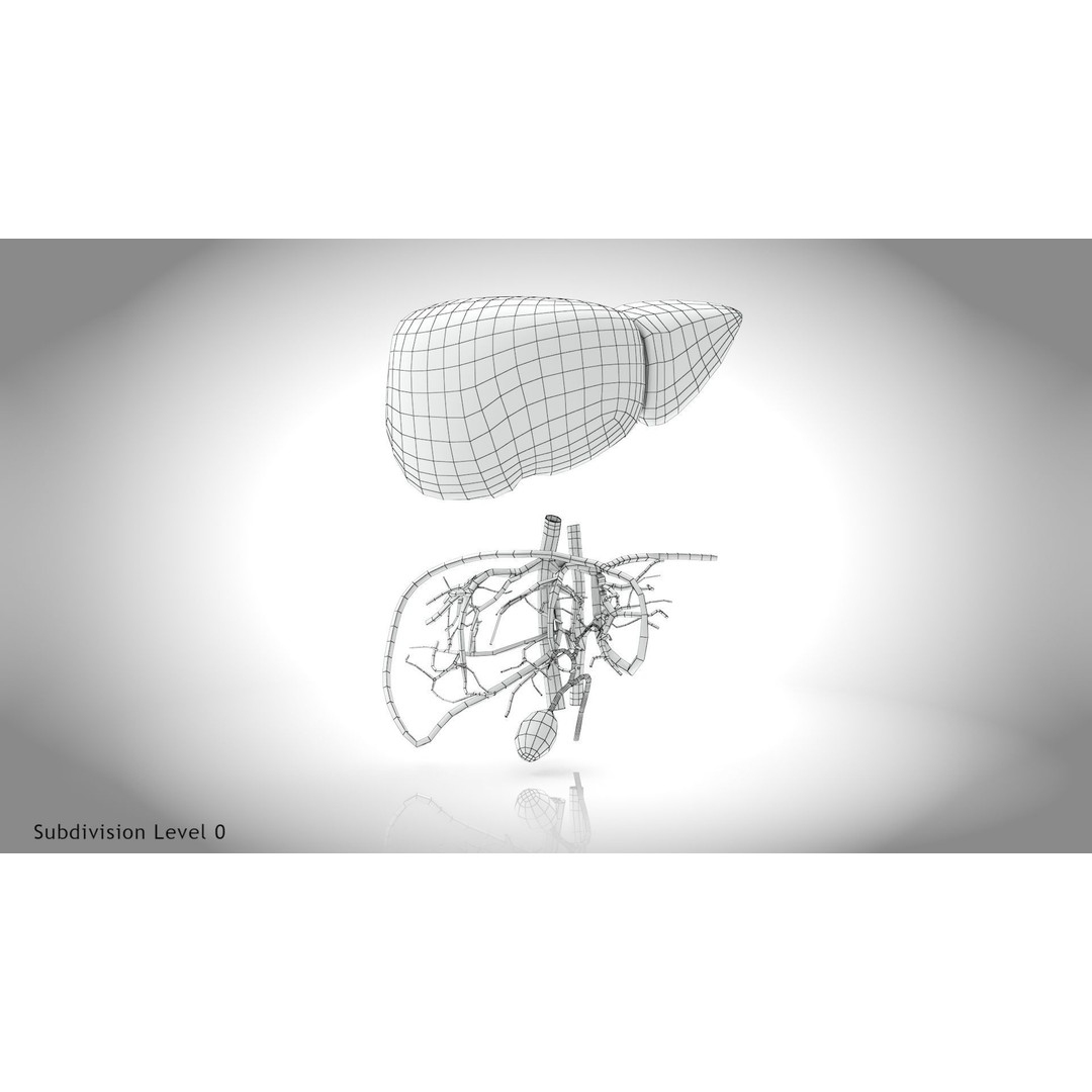 Healthy Liver 3D Model – Low Poly Medical Asset, FBX, PBR Textures - View 15