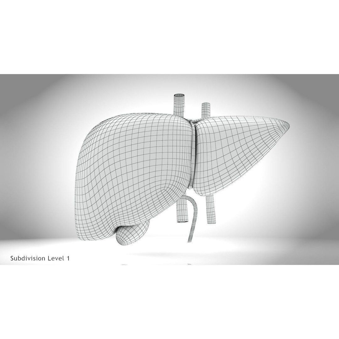 Healthy Liver 3D Model – Low Poly Medical Asset, FBX, PBR Textures - View 16