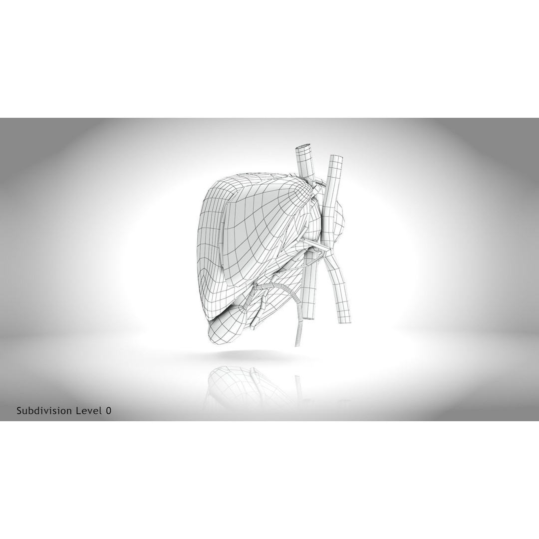Healthy Liver 3D Model – Low Poly Medical Asset, FBX, PBR Textures - View 17