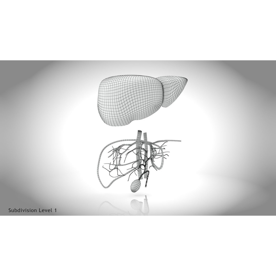 Healthy Liver 3D Model – Low Poly Medical Asset, FBX, PBR Textures - View 18