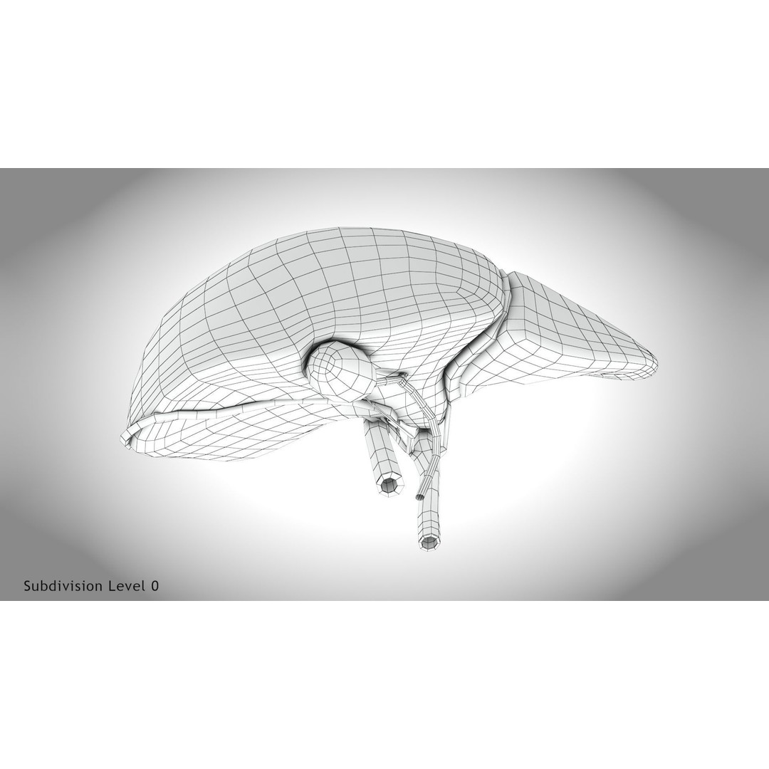 Healthy Liver 3D Model – Low Poly Medical Asset, FBX, PBR Textures - View 19