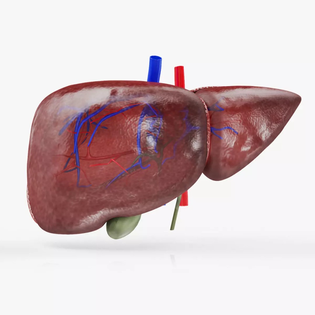 Healthy Liver 3D Model – Low Poly Medical Asset, FBX, PBR Textures - View 2