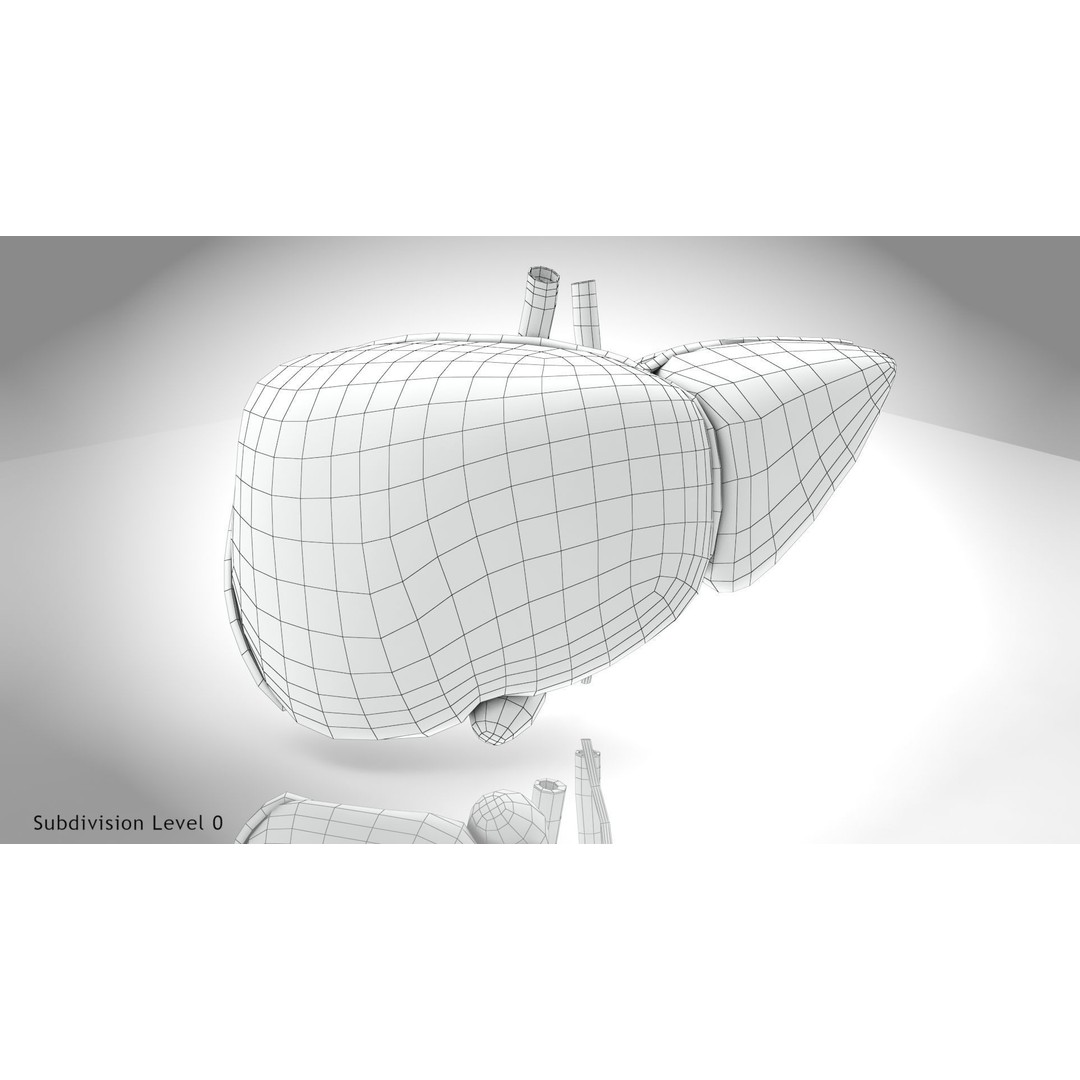 Healthy Liver 3D Model – Low Poly Medical Asset, FBX, PBR Textures - View 20