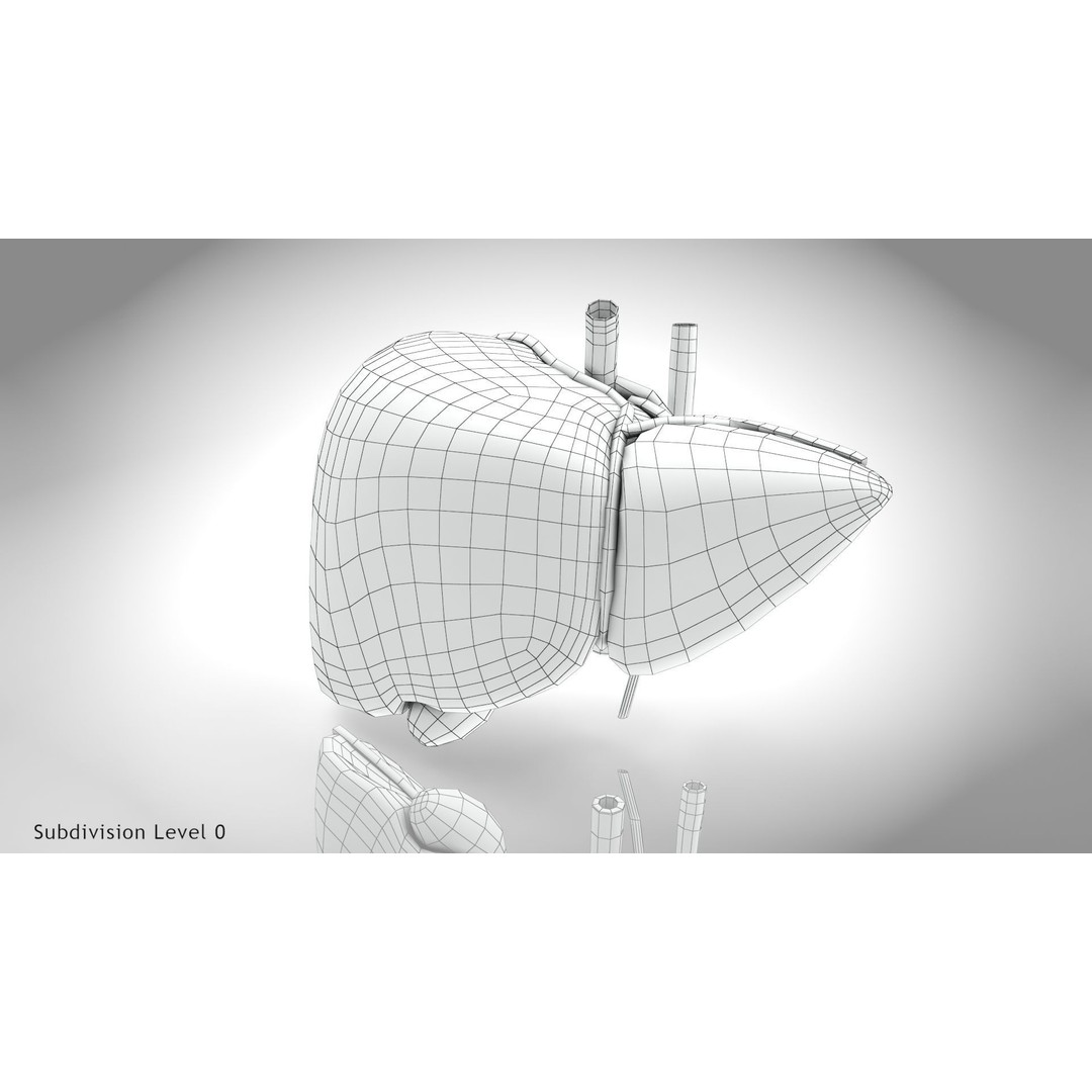 Healthy Liver 3D Model – Low Poly Medical Asset, FBX, PBR Textures - View 21