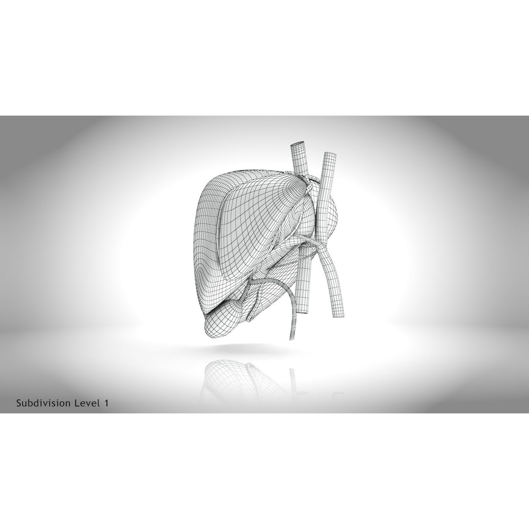 Healthy Liver 3D Model – Low Poly Medical Asset, FBX, PBR Textures - View 22