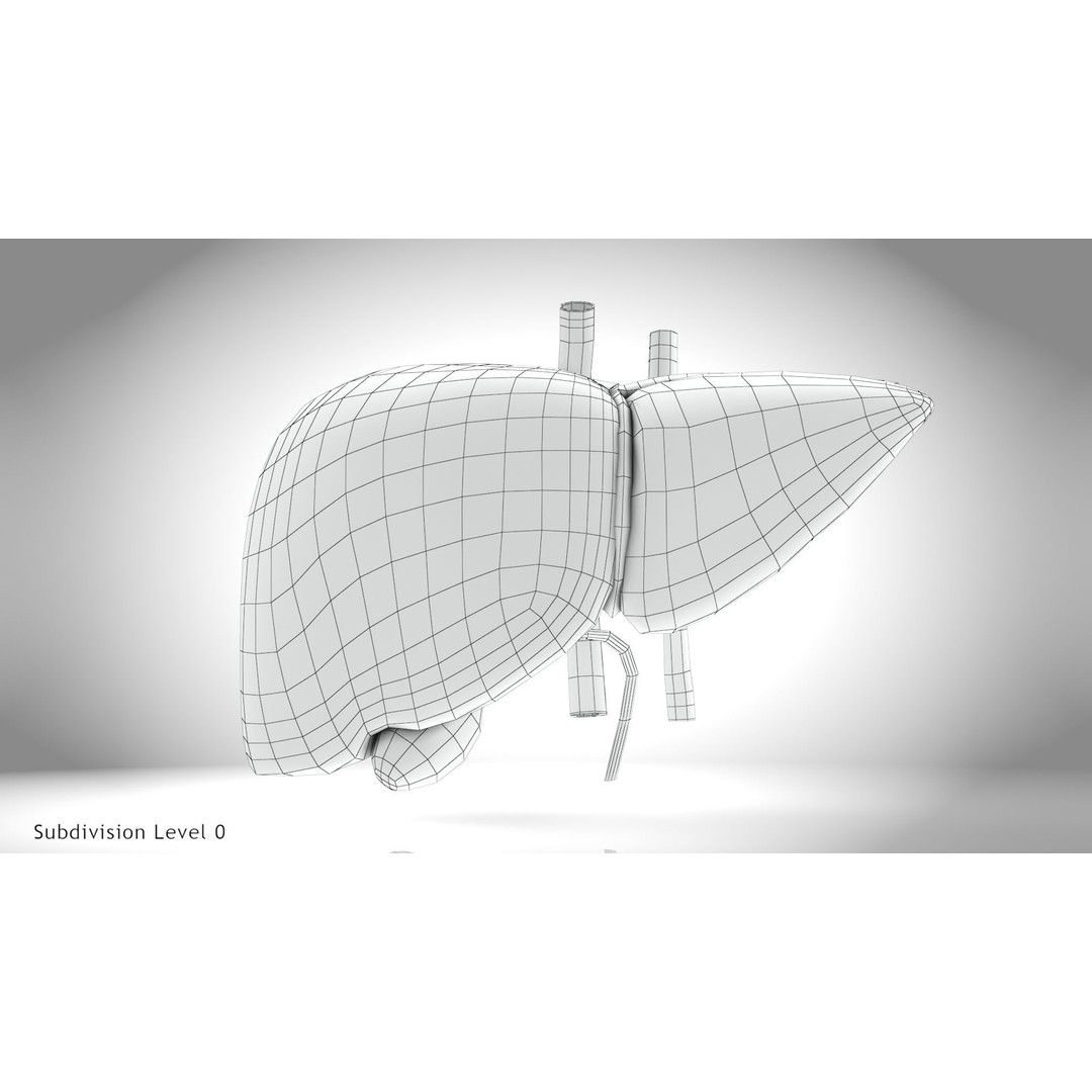 Healthy Liver 3D Model – Low Poly Medical Asset, FBX, PBR Textures - View 23