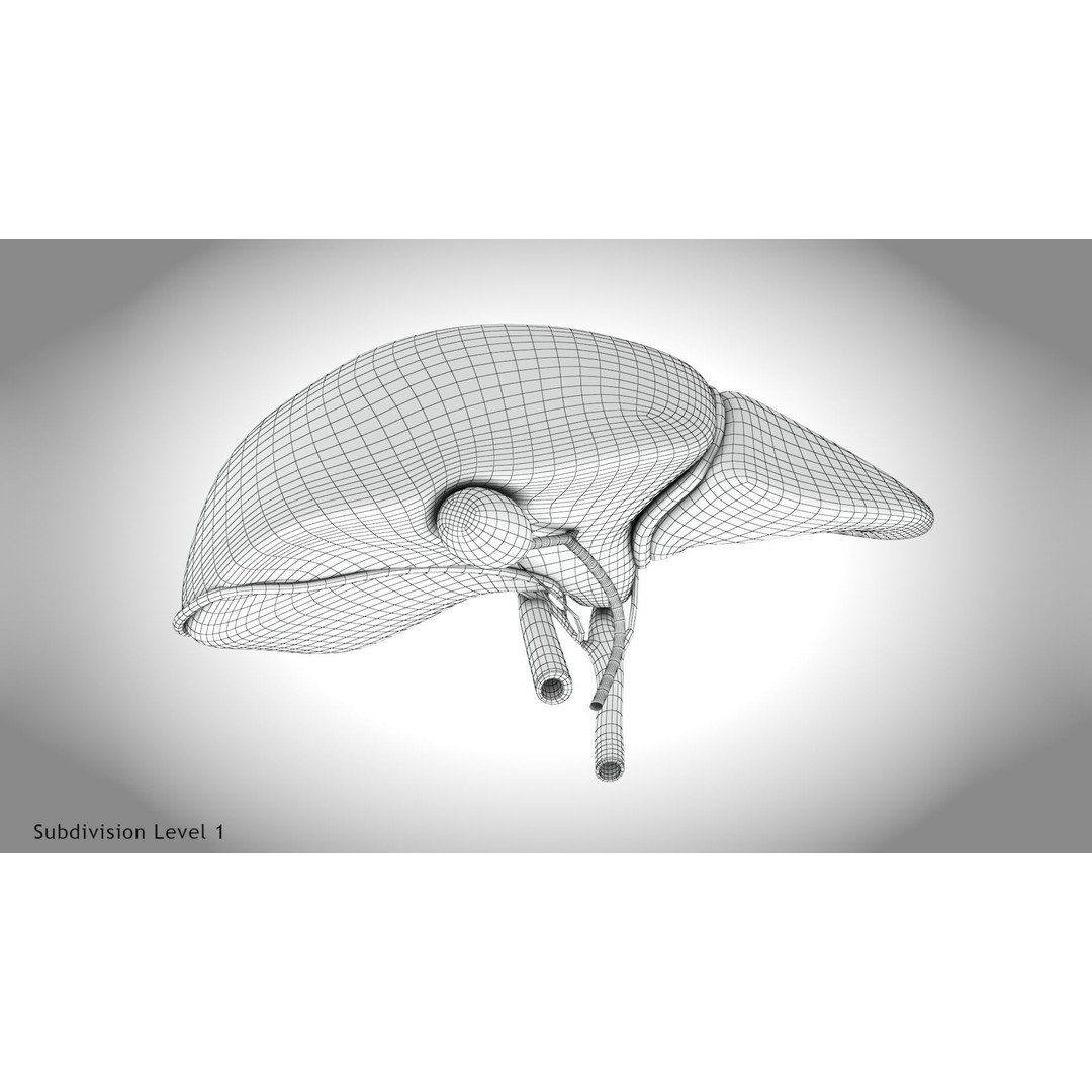 Healthy Liver 3D Model – Low Poly Medical Asset, FBX, PBR Textures - View 25