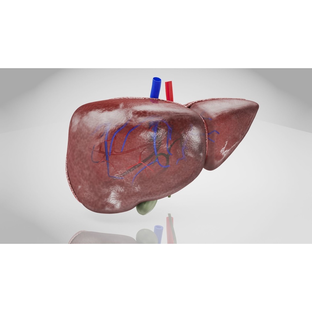 Healthy Liver 3D Model – Low Poly Medical Asset, FBX, PBR Textures - View 3