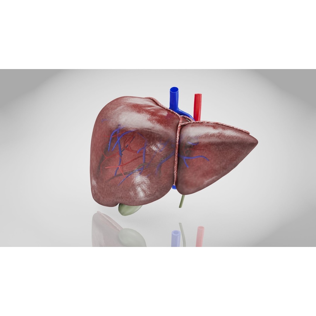 Healthy Liver 3D Model – Low Poly Medical Asset, FBX, PBR Textures - View 4