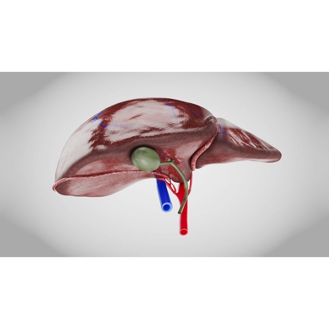 Healthy Liver 3D Model – Low Poly Medical Asset, FBX, PBR Textures - View 5