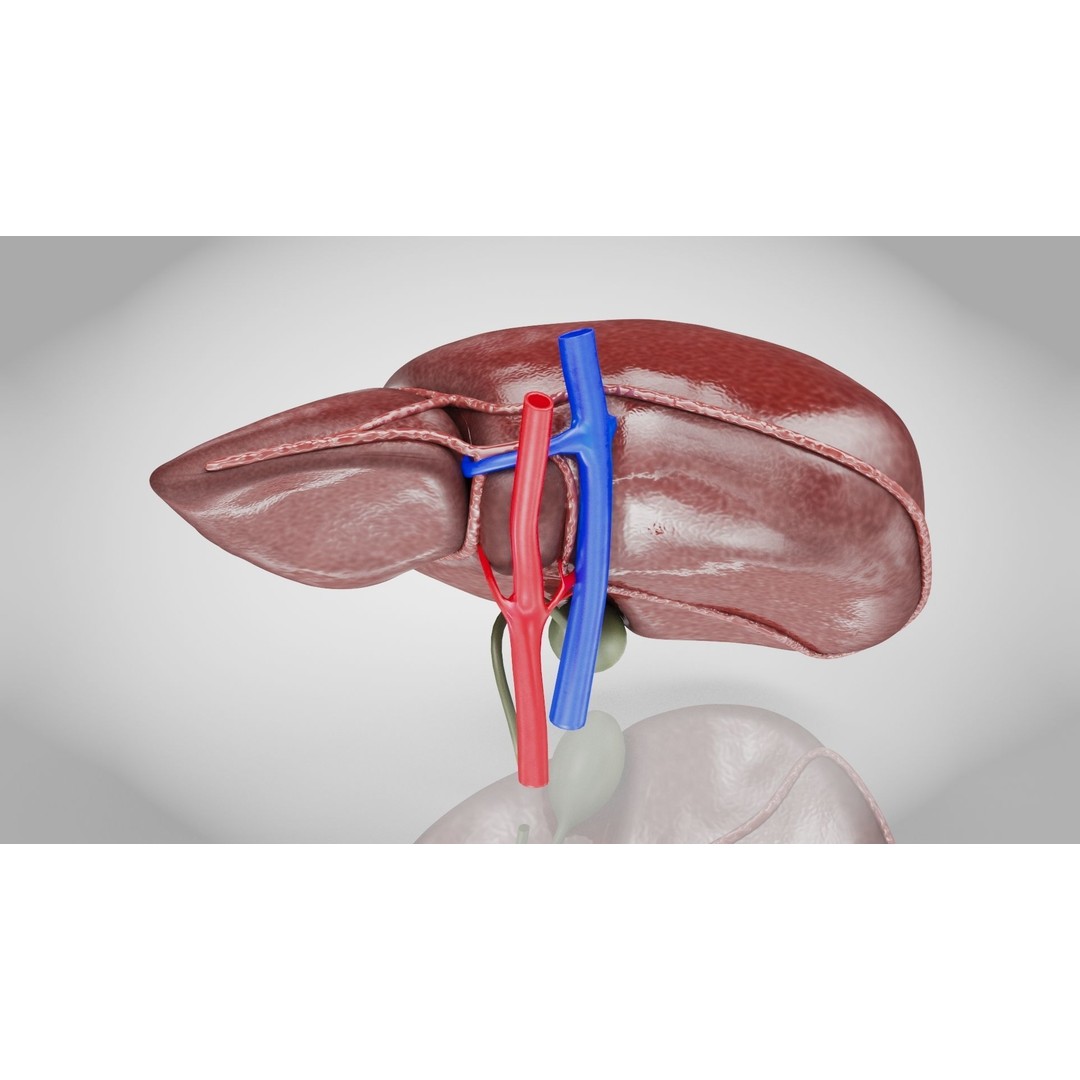 Healthy Liver 3D Model – Low Poly Medical Asset, FBX, PBR Textures - View 6