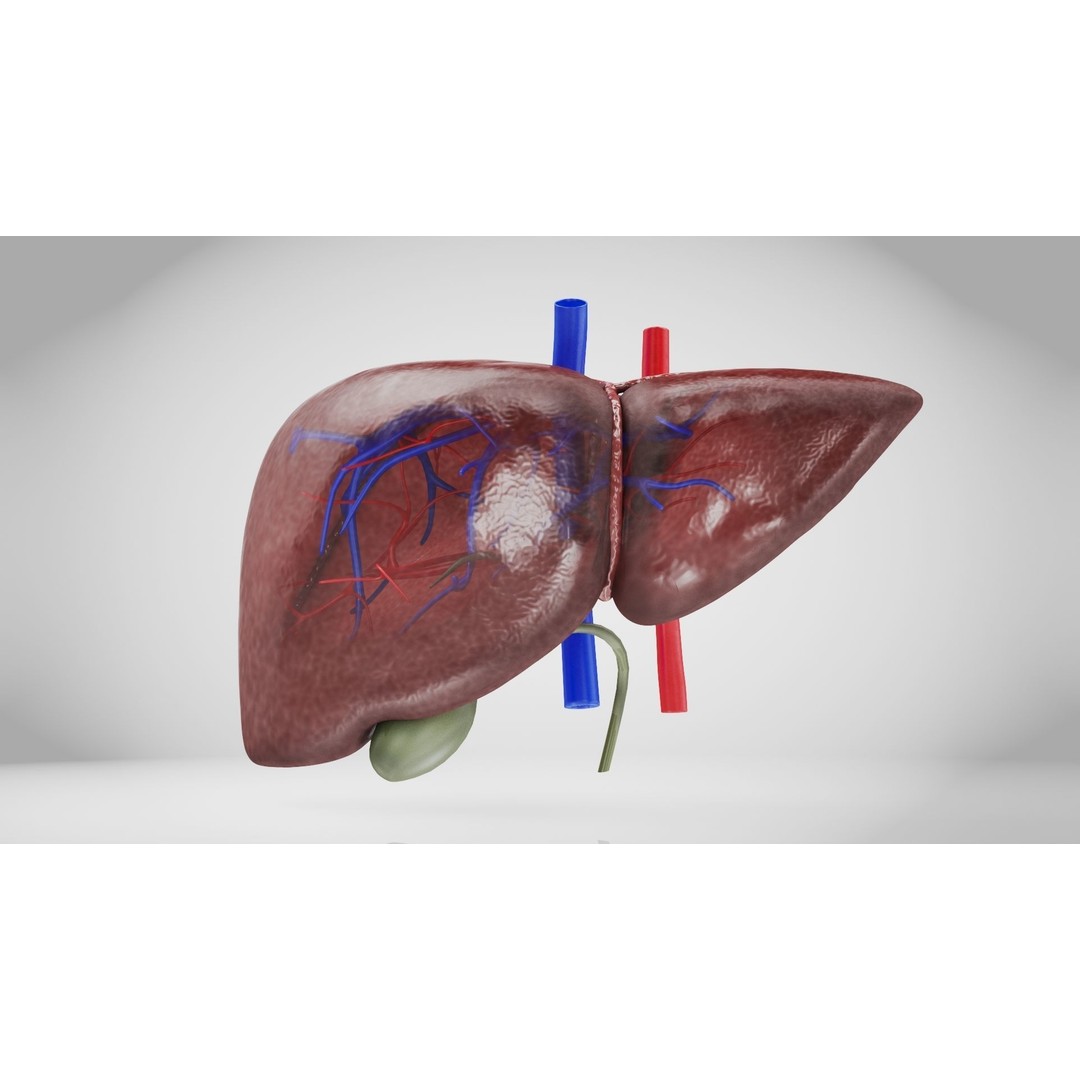 Healthy Liver 3D Model – Low Poly Medical Asset, FBX, PBR Textures - View 7